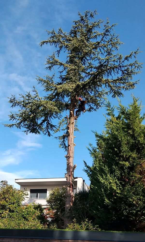 Grand conifère dont les branches basses ont été retirées, l’élagueur est dans l’arbre