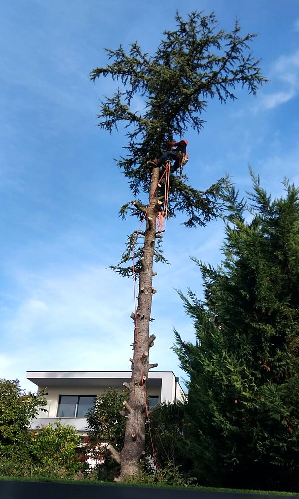 Le même arbre, couronne à moitié démontée